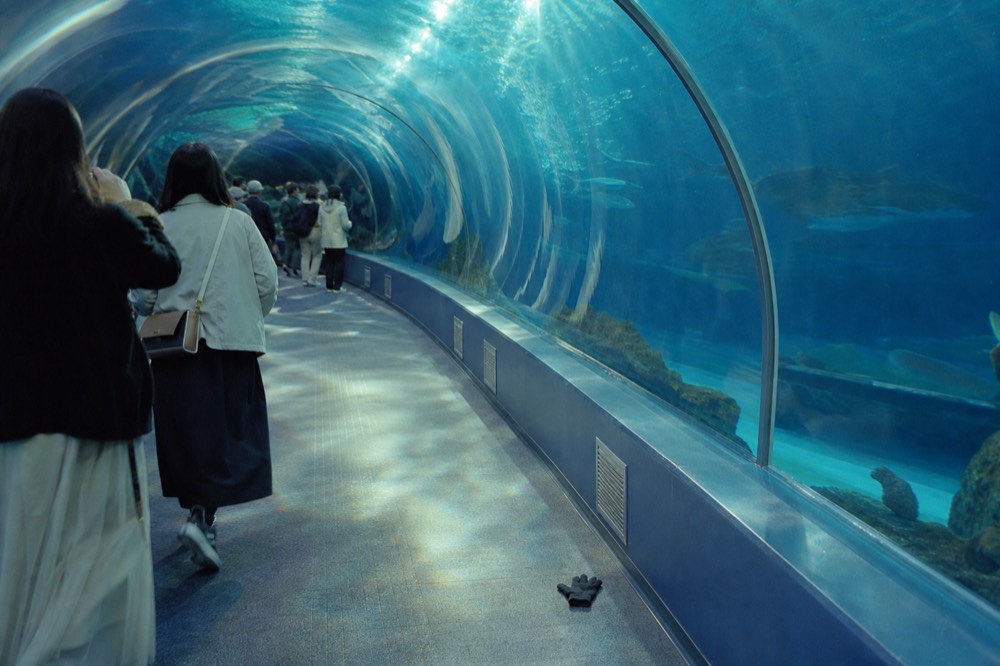Soft-lit underwater tunnel walkway curving through a blue tank