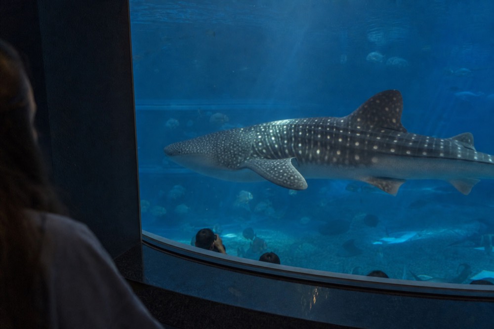 A whale shark swimming past a curved blue viewing window at a large aquarium