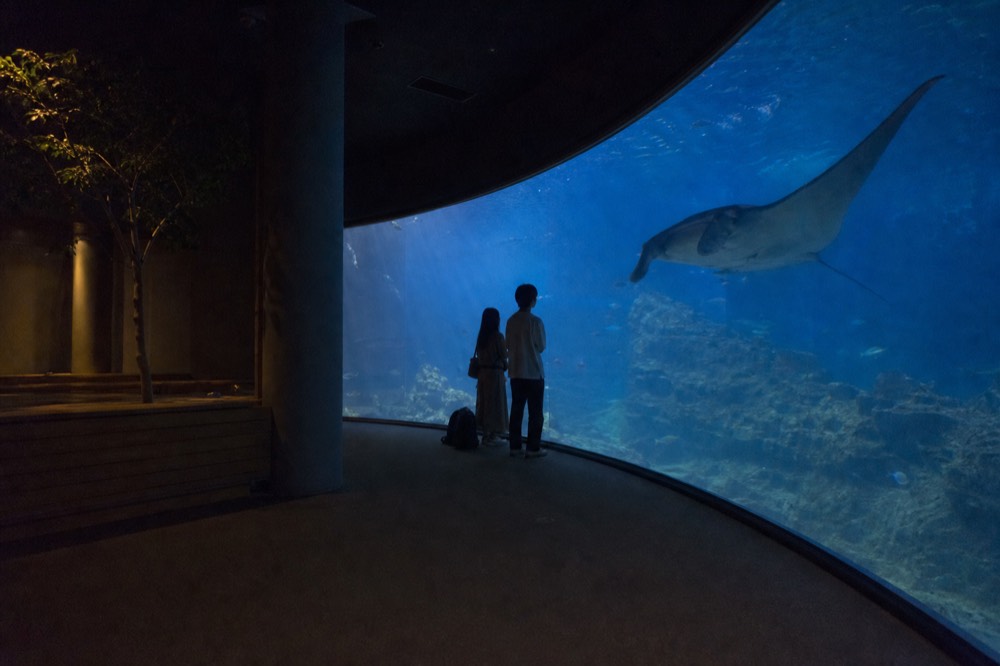A wide curved aquarium window glowing blue in a dim viewing hall