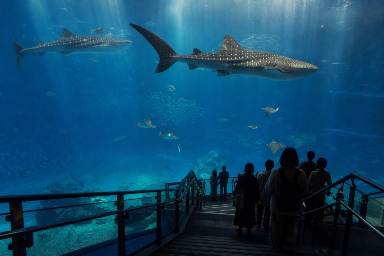 A huge blue aquarium tank with whale sharks and rays swimming above a walkway