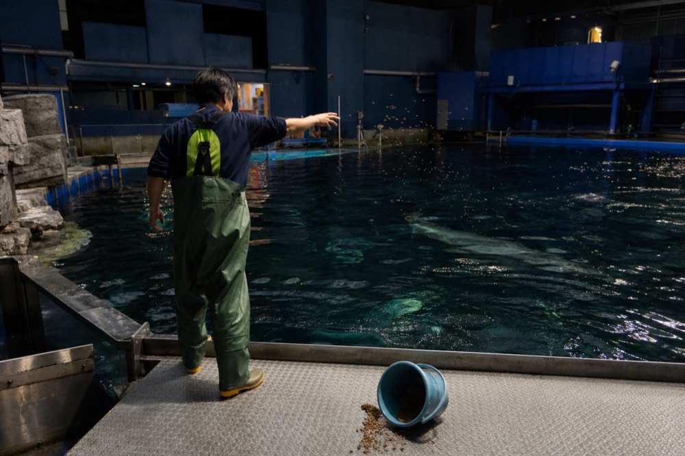 A keeper in waders at the edge of a large tank surface, scattering feed across dark water