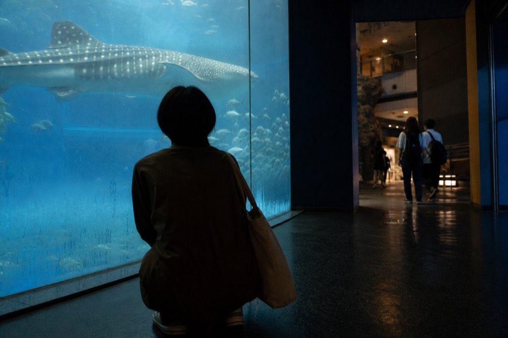 A whale shark seen through tall aquarium glass, its spotted back catching the light above a school of fish