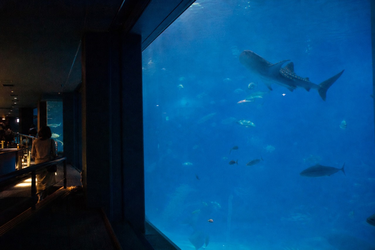 A vast blue aquarium tank viewed from an upper floor, with a whale shark and smaller fish silhouetted against deep water