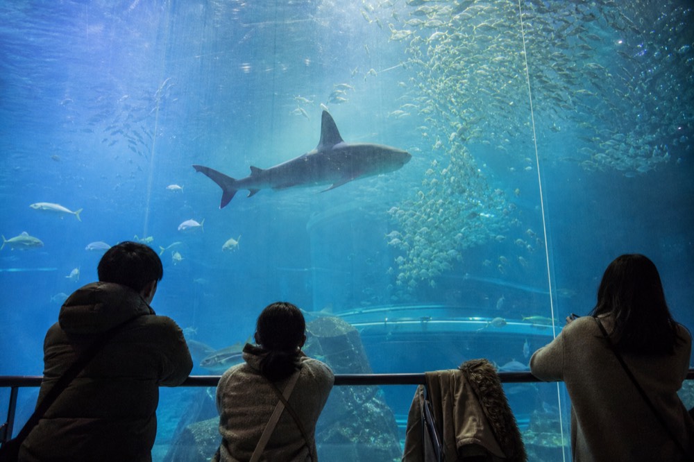 A tall glass aquarium wall with schools of fish and a large shark silhouette in blue water