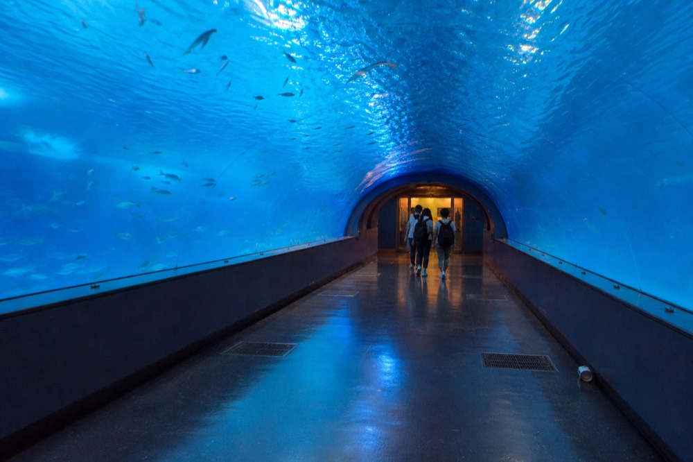 An aquarium tunnel walkway with water and fish curving overhead in blue light