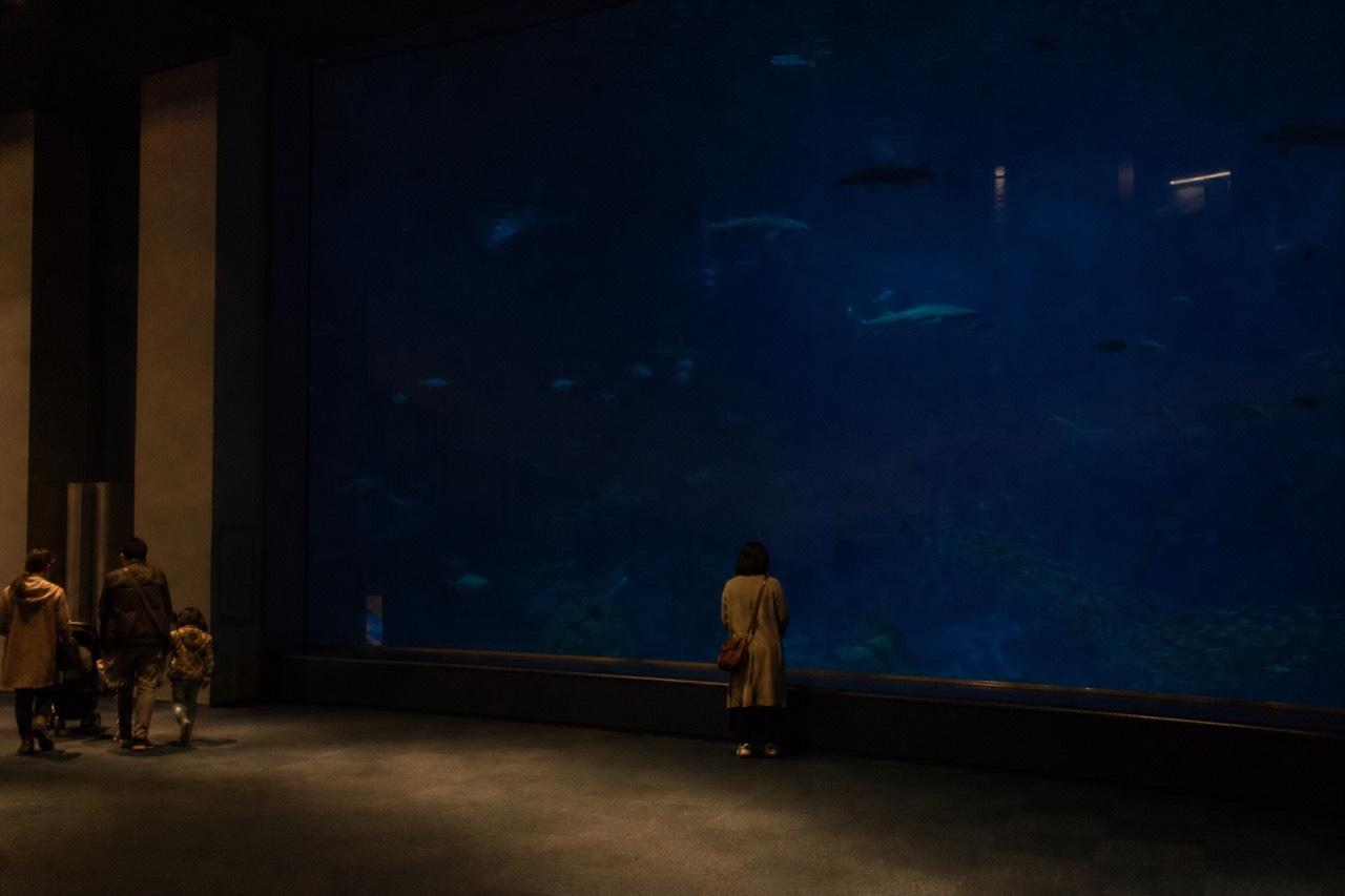 A huge blue aquarium tank viewed from a dim walkway, with dark silhouettes of fish drifting through deep water