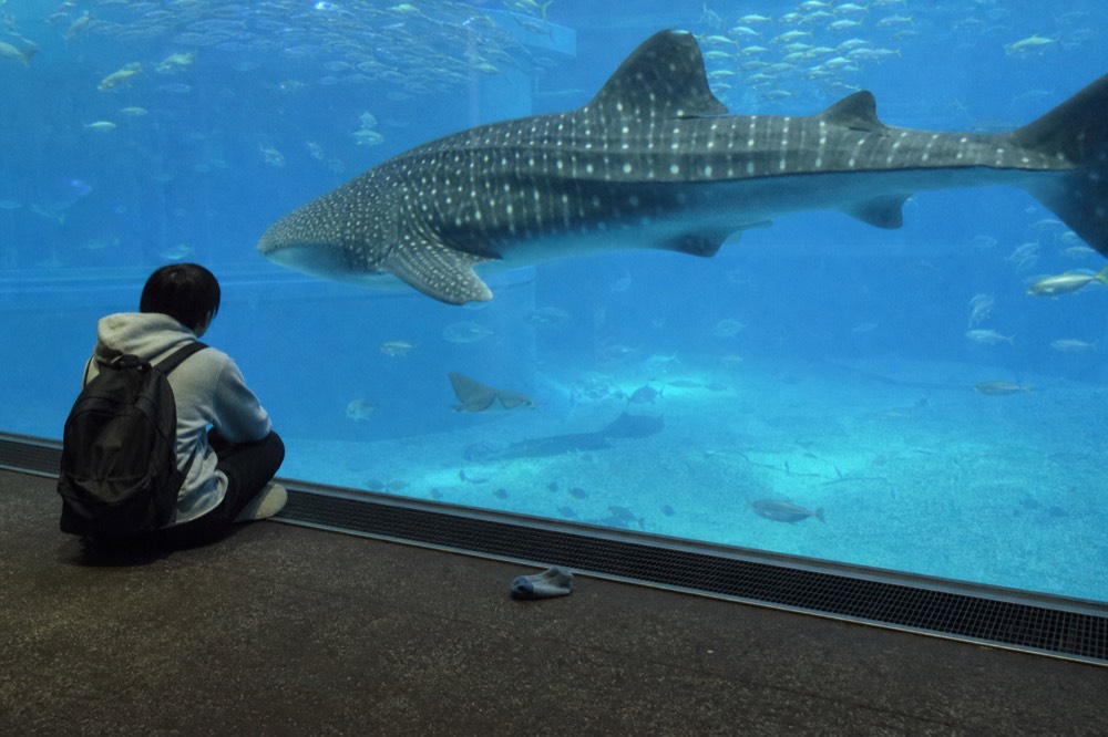 A spotted whale shark gliding past thick blue glass above a dim gallery floor