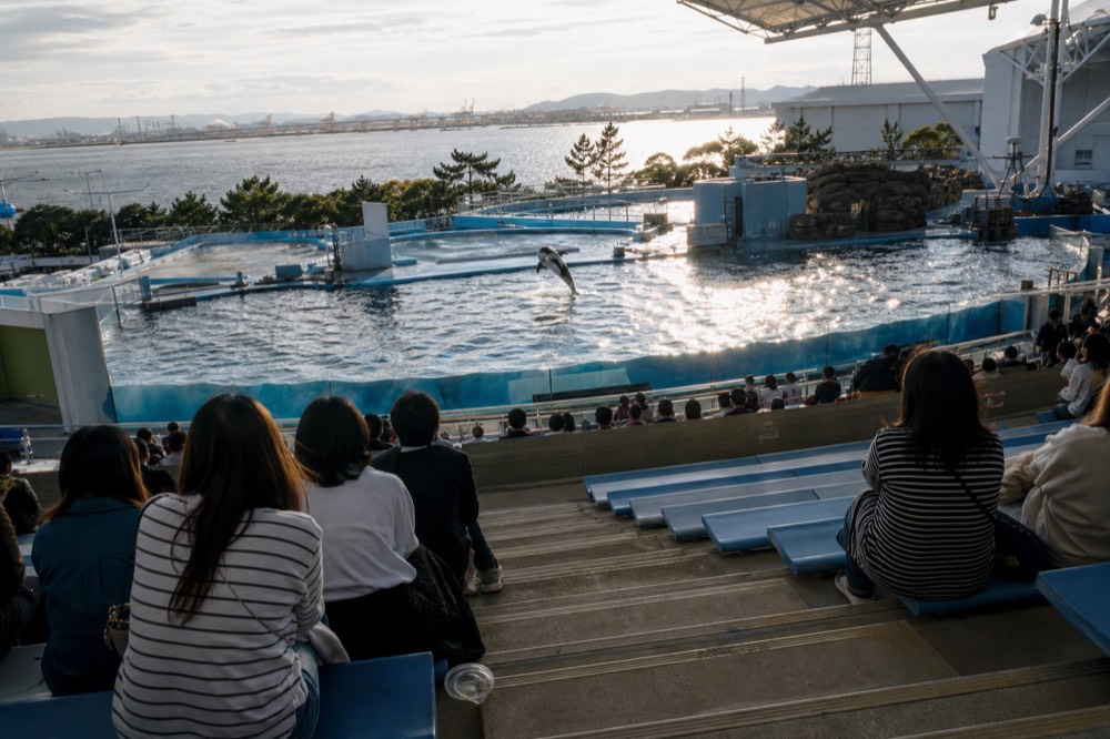 Huge rectangular dolphin pool seen from tiered stadium seating with water surface reflections