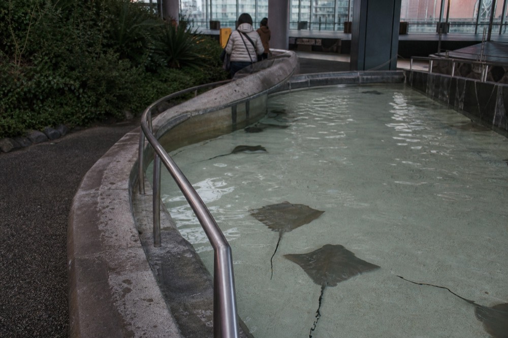Shallow touch pool with small rays gliding under the surface beside a handrail