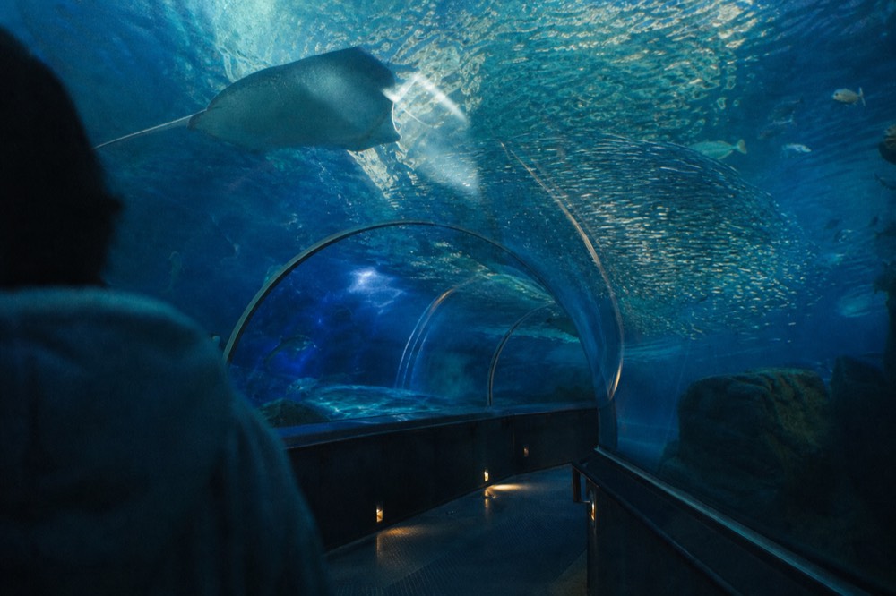 Aquarium tunnel walkway curving through blue water with fish swimming overhead