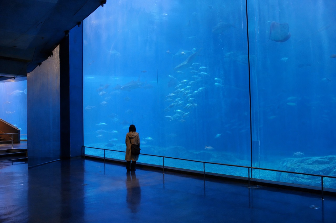 Blue-lit interior of a large aquarium hall with a curved glass wall of water and fish