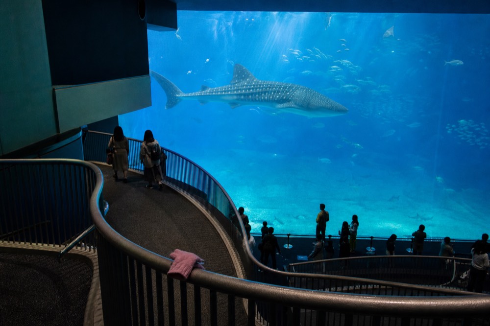 A massive whale shark swimming in a deep blue tank with a school of smaller fish, viewed from a descending walkway