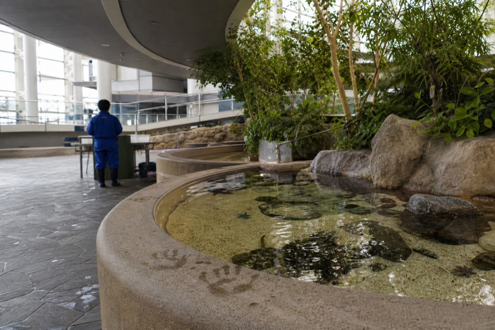 A small, brightly lit touch pool with shallow water, surrounded by a low wall