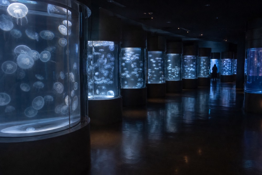 A darkened room with illuminated jellyfish tanks arranged in a curved line, reflections on the polished floor