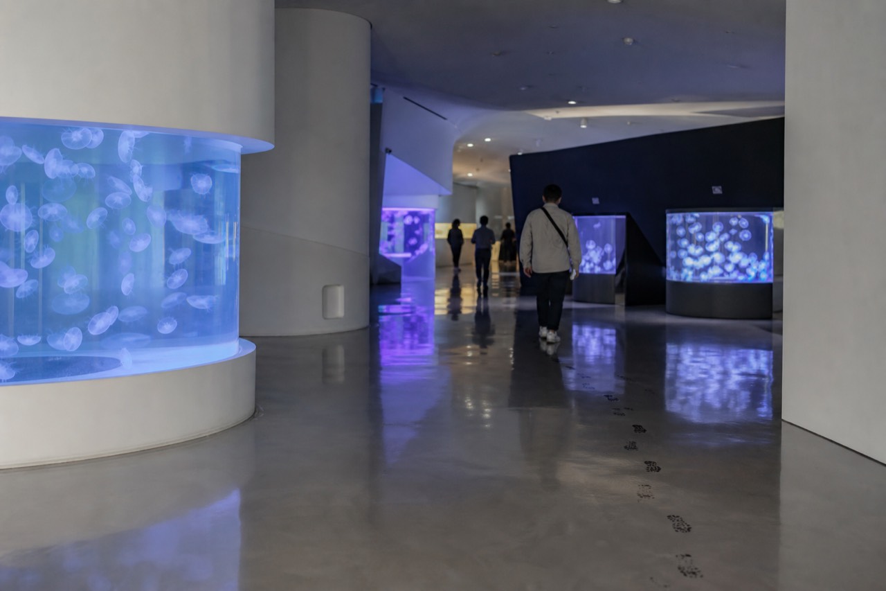 A minimalist white interior with illuminated jellyfish tanks against a dark background