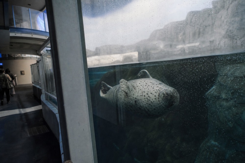 A ringed seal floating on its back in dark Arctic tank water