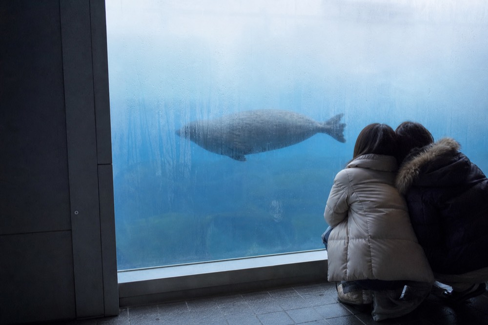 A rounded ringed seal silhouette drifting past a frosted tank wall