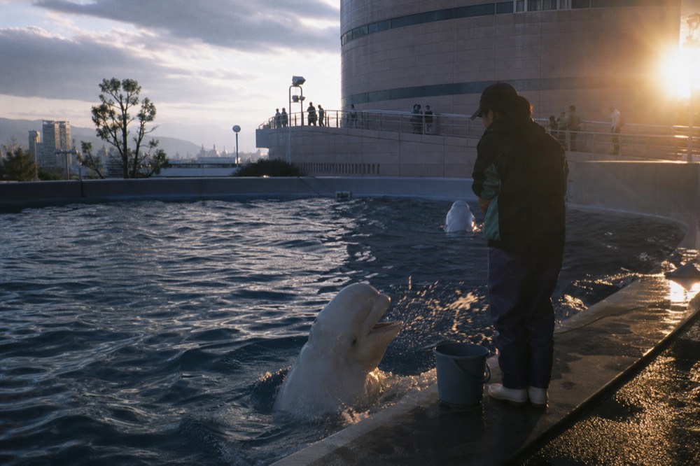 A keeper silhouetted at a tank edge during a scheduled feeding session