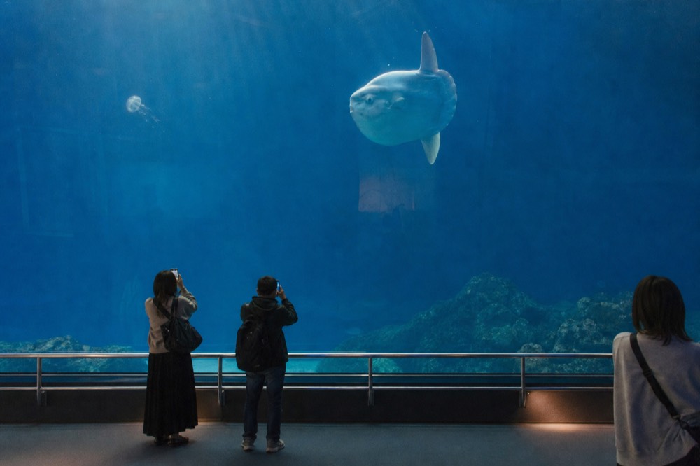 An ocean sunfish drifting near the surface of a vast blue tank