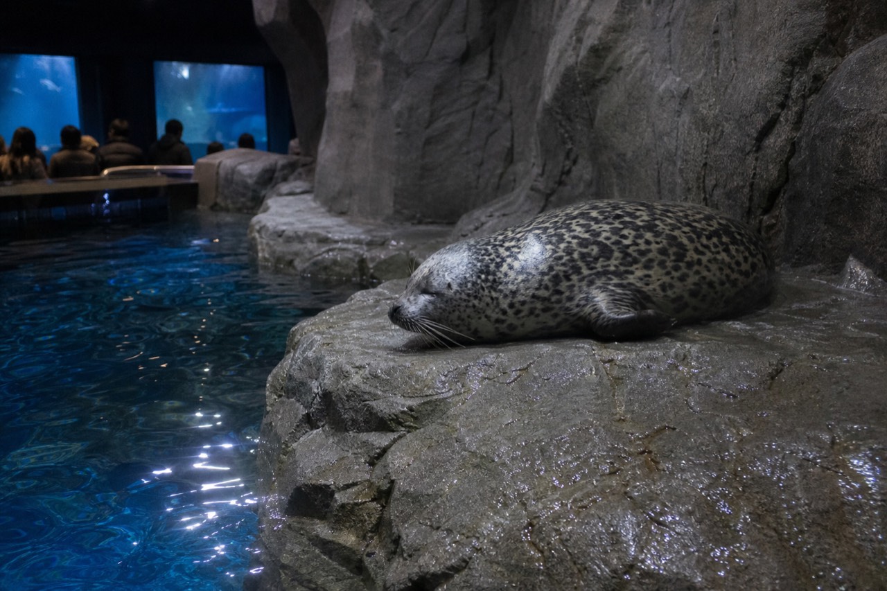 A ringed seal resting on a rocky ledge beside a deep blue aquarium tank