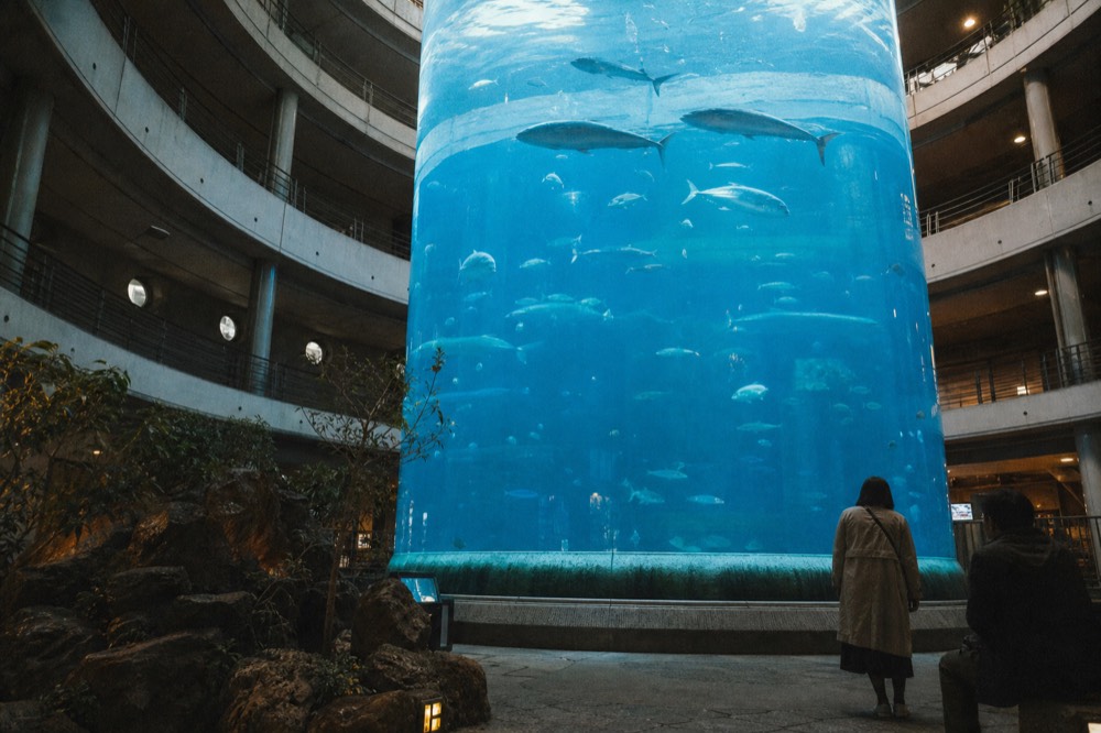A tall cylindrical aquarium tank seen from a lower floor, with silhouetted fish high above in blue water