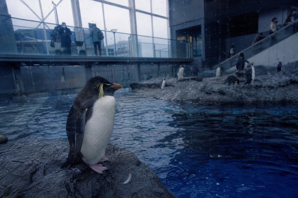A penguin standing on a rocky shore beside dark blue water in a large aquarium exhibit