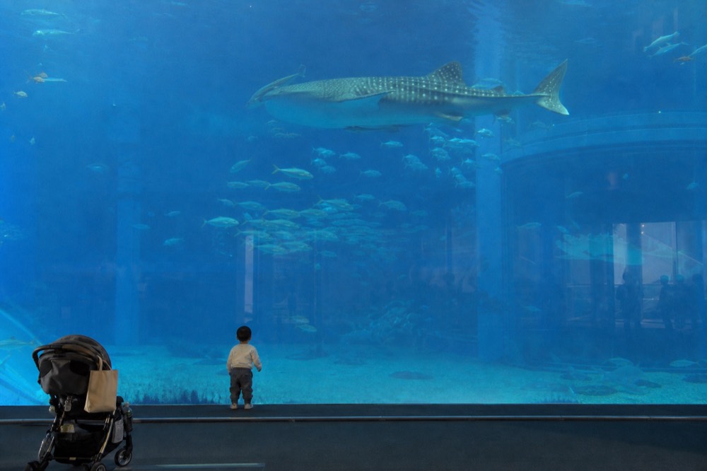 A wide glass aquarium wall with a whale shark and schooling fish swimming through deep blue water