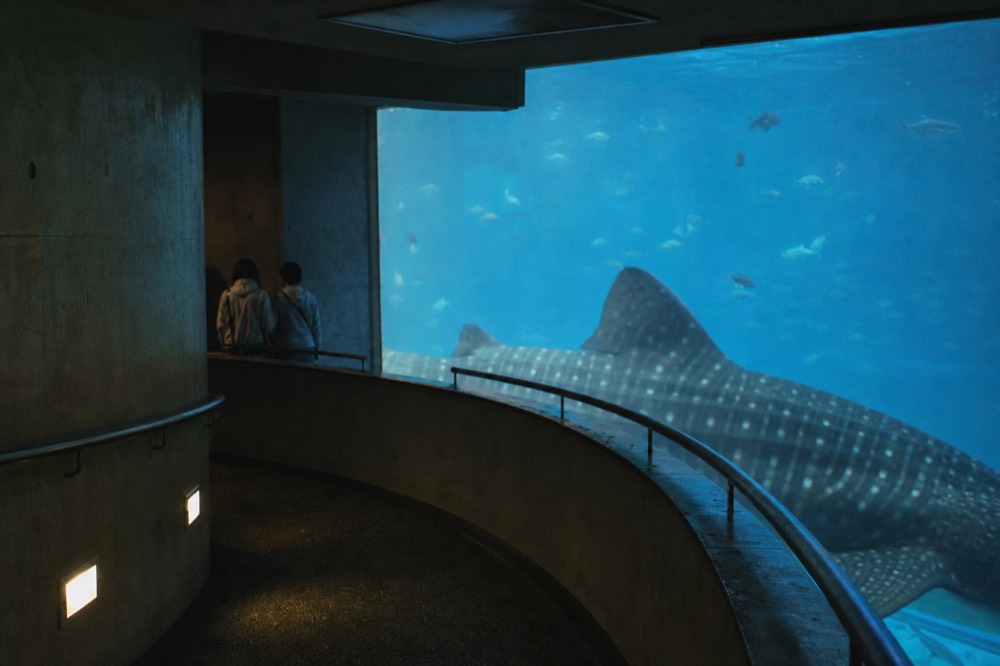 The spiral walkway curving downward around the Pacific Ocean tank with a whale shark swimming past a large viewing window