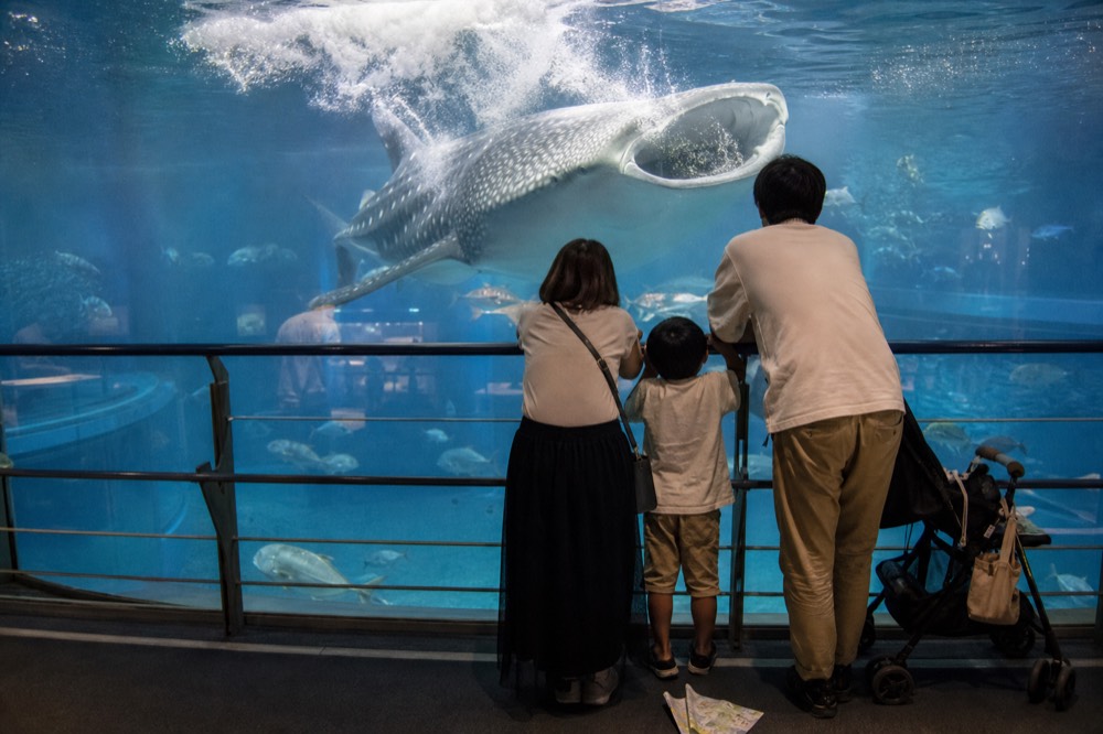 A family leaning over the railing on the upper floor, watching a whale shark feed near the surface with its mouth wide open