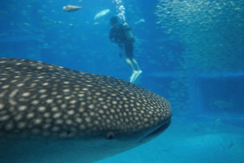 A close view of a whale shark's head and spots as it swims near the glass, with a diver visible in the background inside the tank