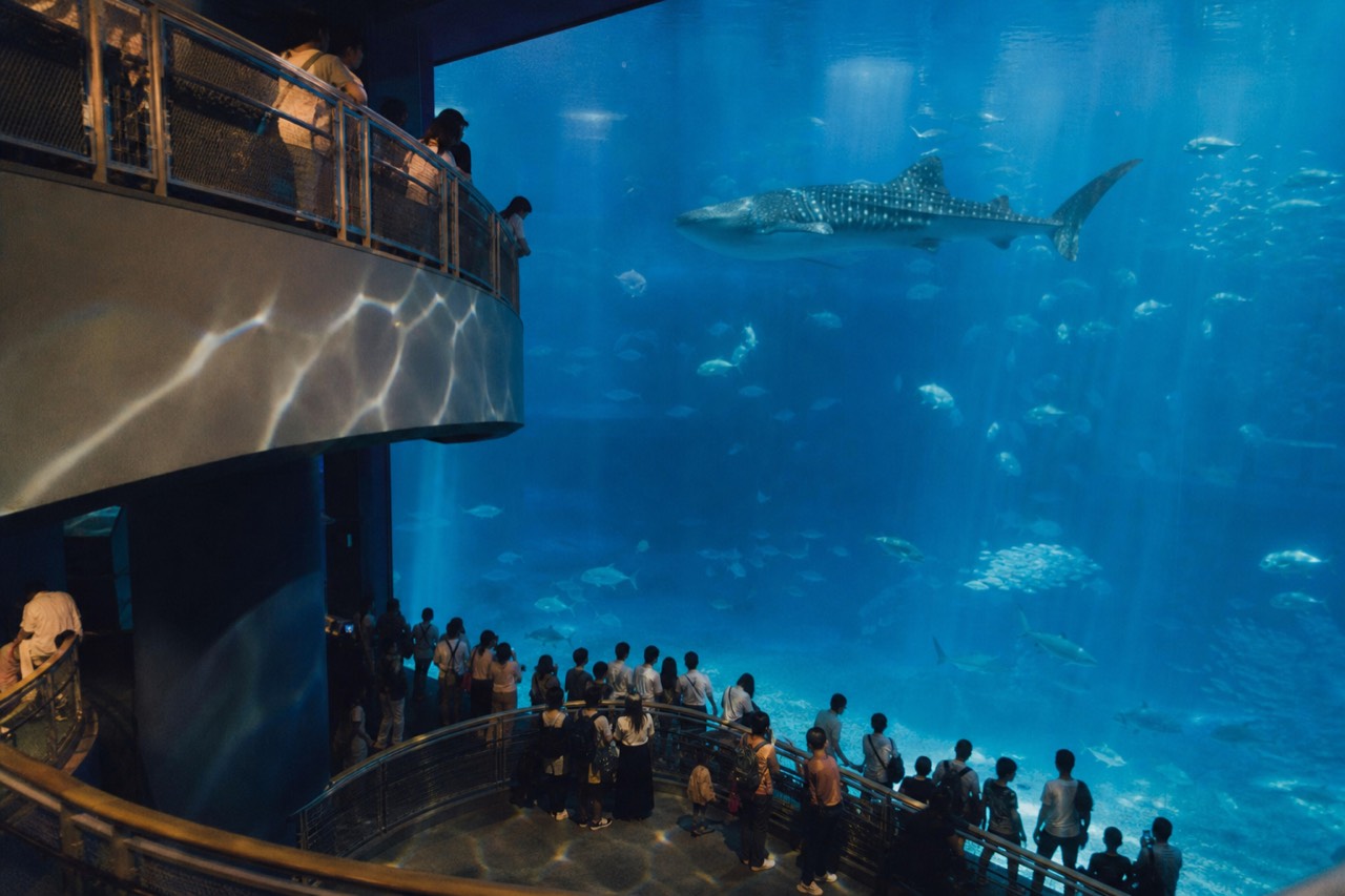 A wide view of the Pacific Ocean tank with a whale shark gliding through the deep blue water and visitors on two levels watching from the spiral walkway