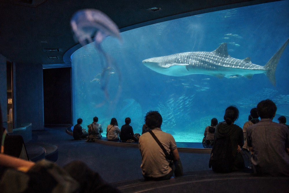 A whale shark gliding past a large aquarium viewing window with sunlight filtering through the water