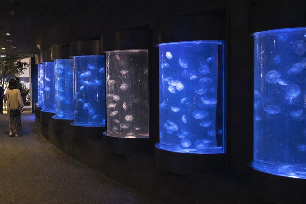 A brightly lit indoor aquarium gallery with translucent jellyfish floating in backlit tanks