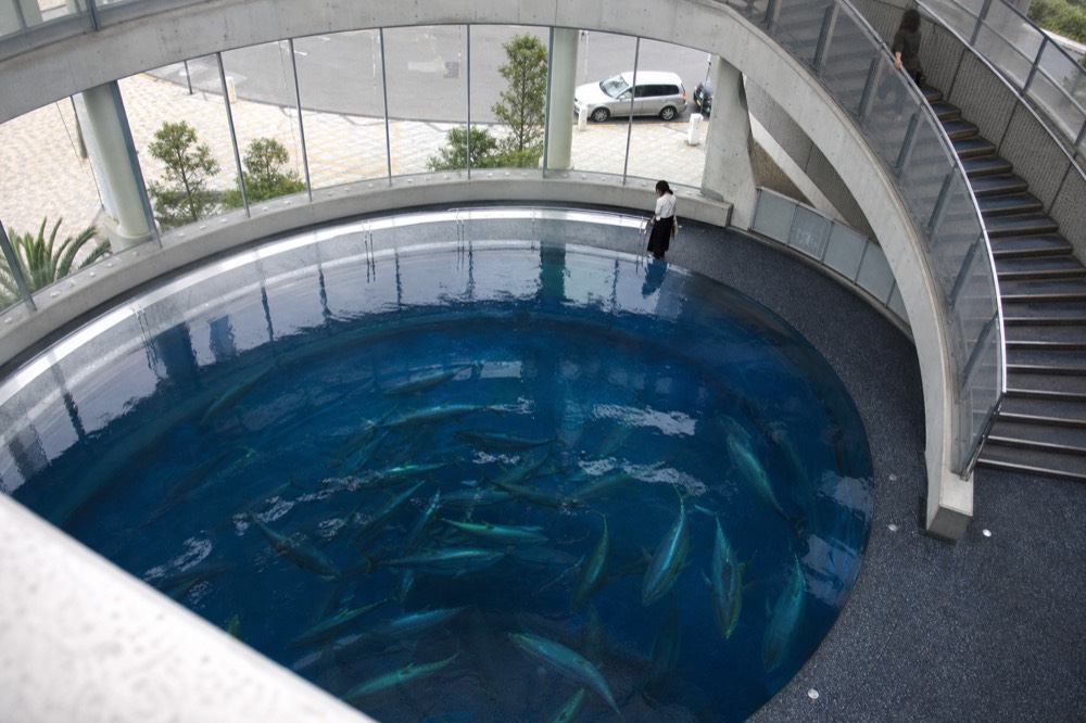 A large circular tank viewed from above, showing a school of bluefin tuna swimming in formation