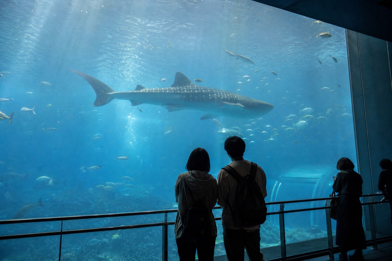A whale shark gliding past a large aquarium viewing window with sunlight filtering through the water