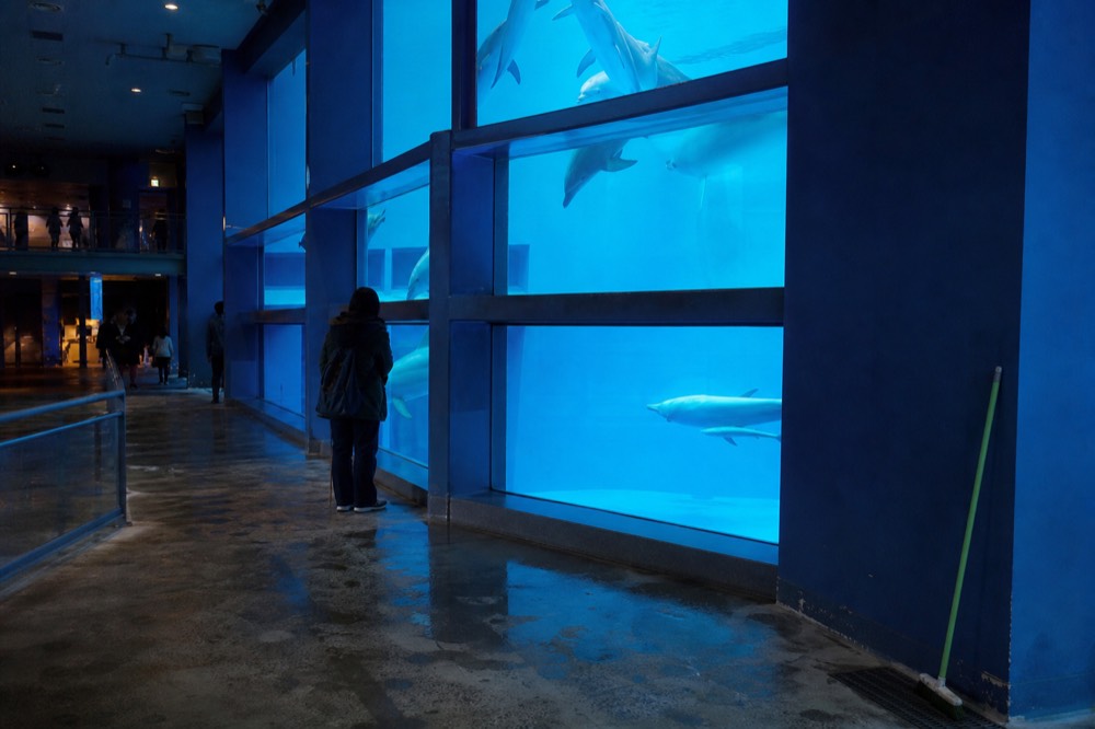 A broad indoor dolphin pool with tiered underwater viewing windows
