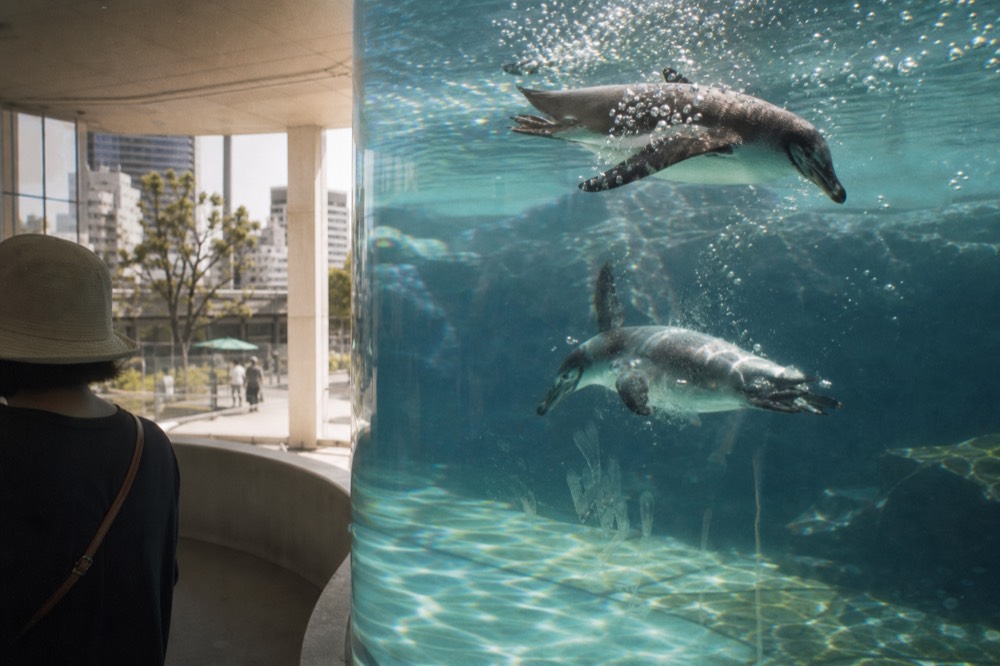 A curved glass tank with penguins swimming underwater under bright lighting