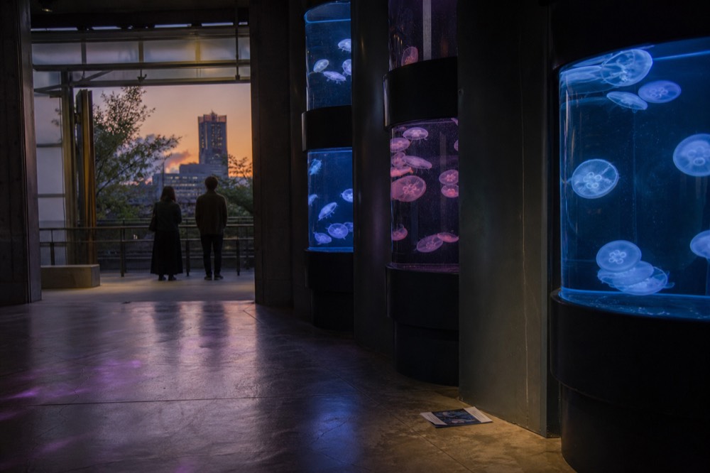 A dim exhibition hall with glowing jellyfish cylinders along a dark wall