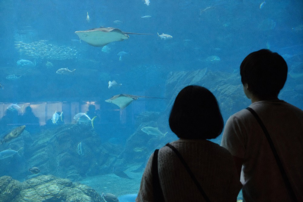 A wide glass aquarium tank filled with fish and rays in a dimly lit hall