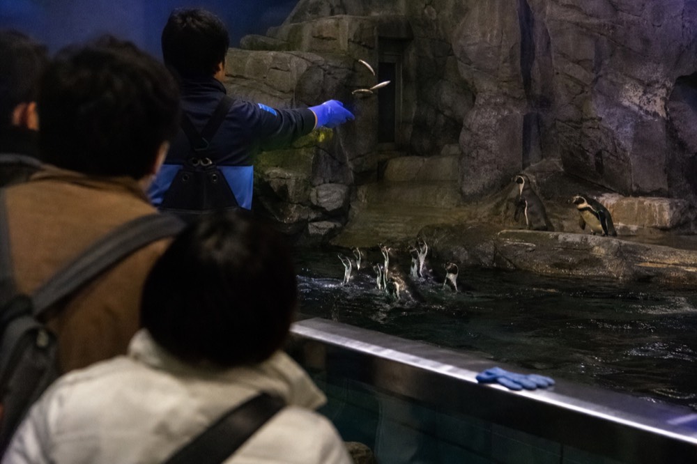 A keeper at the edge of a pool tossing fish to penguins while visitors watch