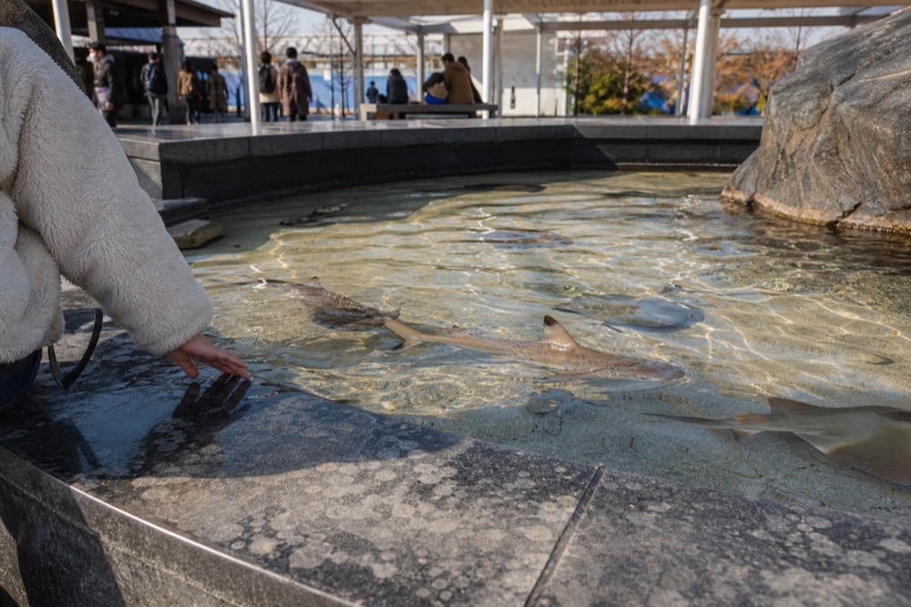 A shallow touch pool where small sharks and rays swim under a gently lit surface