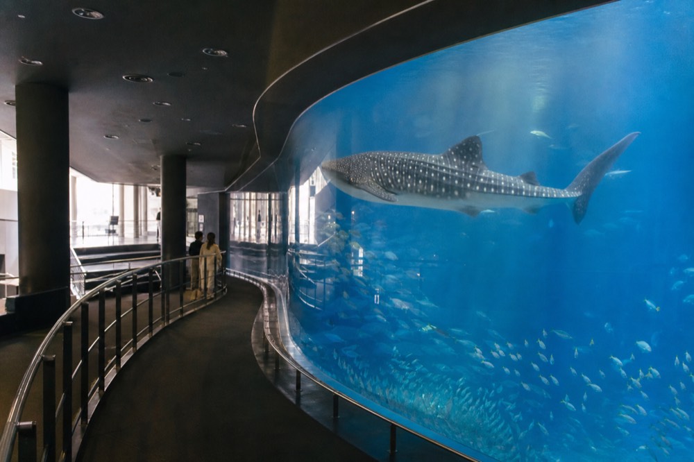 Large whale shark swimming past a curved glass wall above scattered fish