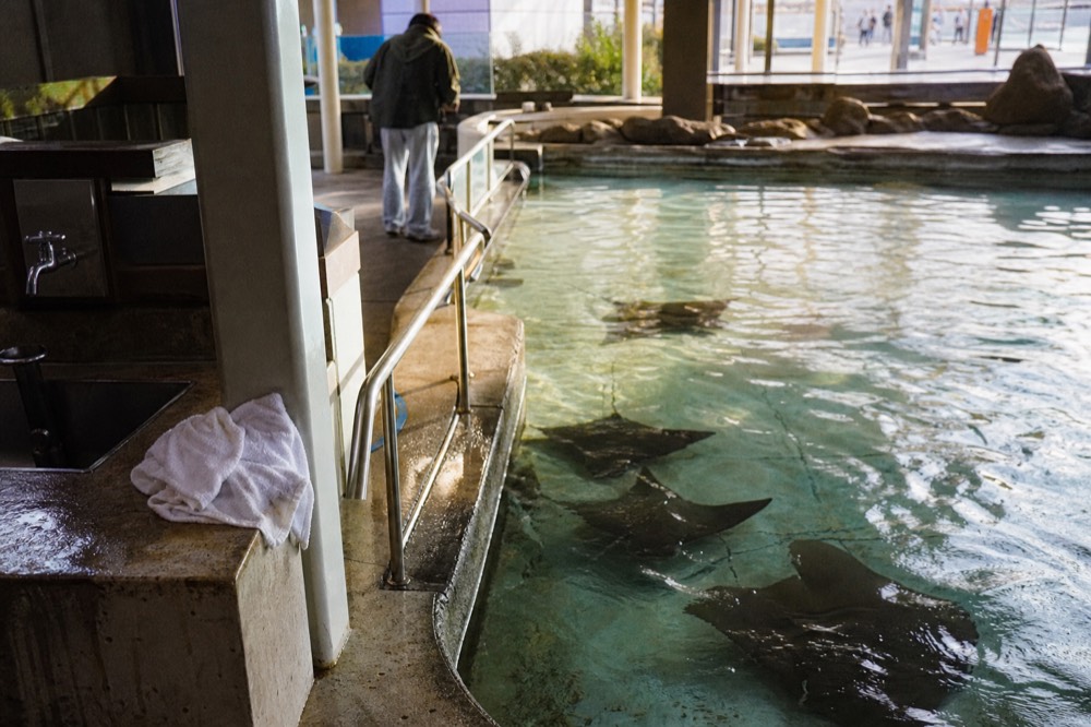 Shallow touch pool where rays glide under ripples near a hand rail
