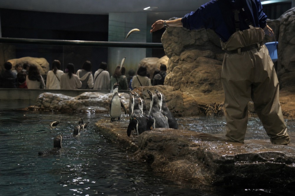 Keeper in waders feeding fish to penguins at a rocky pool edge