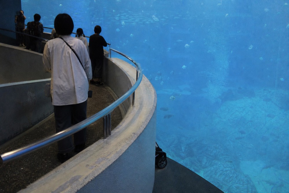 A curved aquarium ramp overlooking a huge blue central tank with fish swimming below