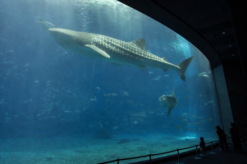 A huge whale shark swimming past a curved blue aquarium wall