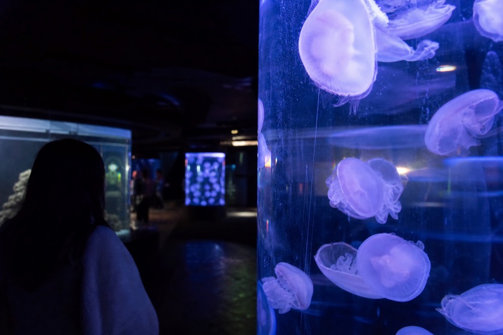 A glowing tank of drifting jellyfish in a dark gallery space