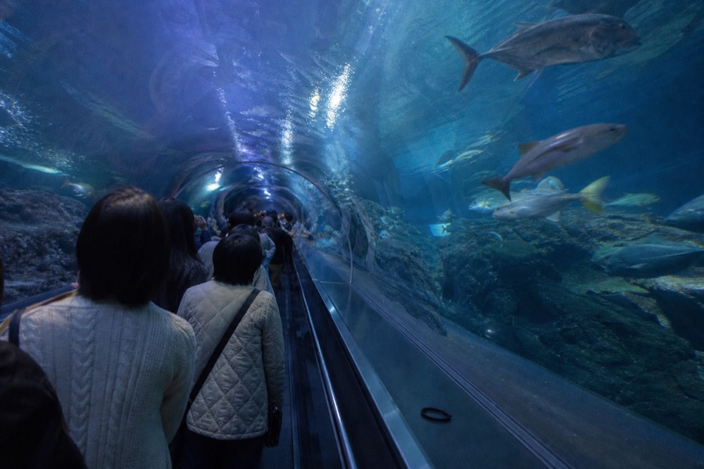 An aquarium tunnel walkway with overhead signage and fish swimming above visitors