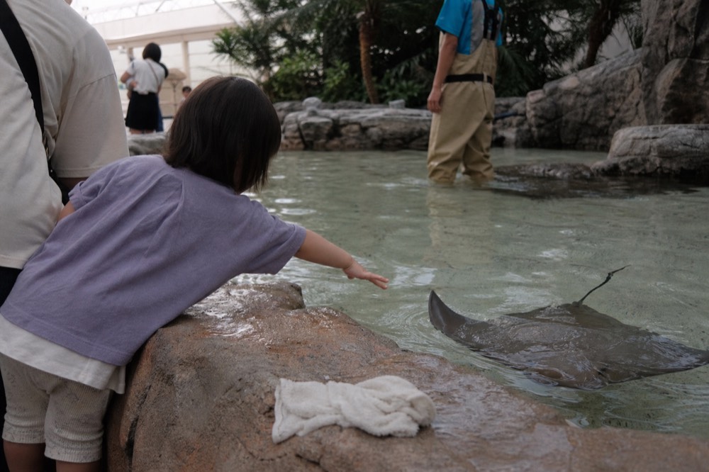 A shallow touch pool where a child reaches toward water under staff supervision