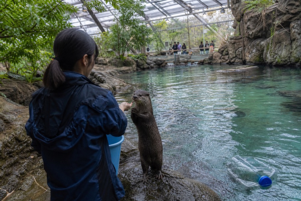An otter being fed by a keeper at the Japan Forest tank